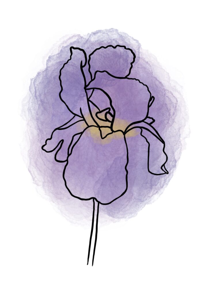 Iris
Illustration d'un iris